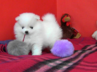 Premium Teacup White Pomeranian Puppy
