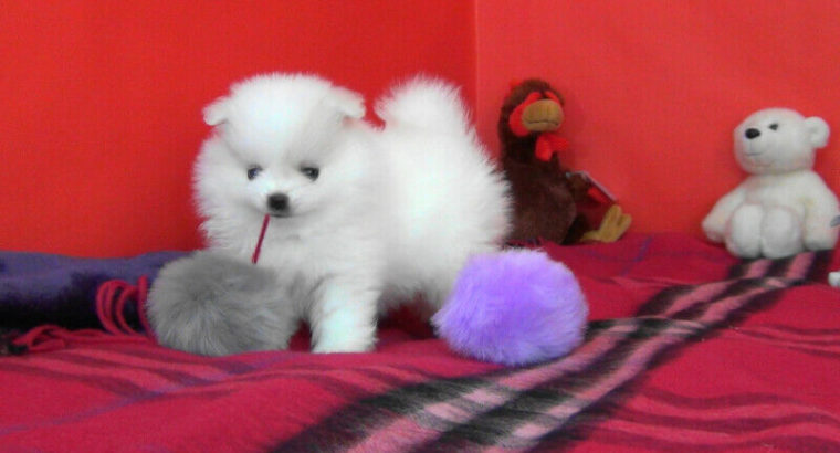 Premium Teacup White Pomeranian Puppy