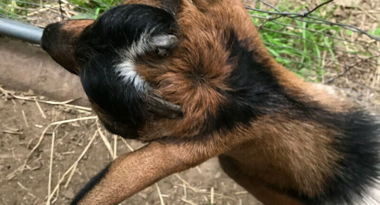 Goat for Sale STUD-Nigerian Dwarf Male