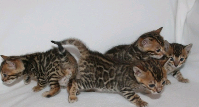 Bengal kittens 4 weeks