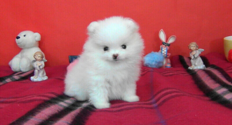 Premium Teacup White Pomeranian Puppy