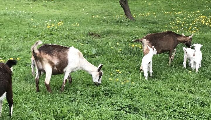 Goats for sale, does with babies, young does, buck