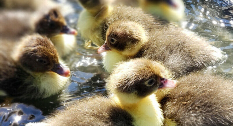 Muscovy Ducklings