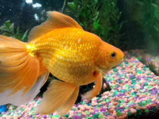 Gold fish