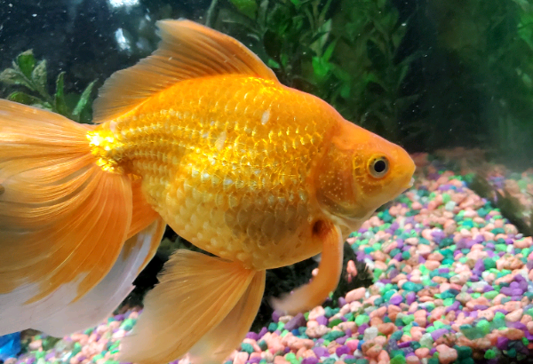 Gold fish