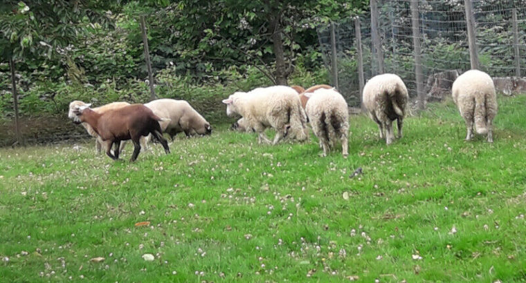 Sheep Lambs