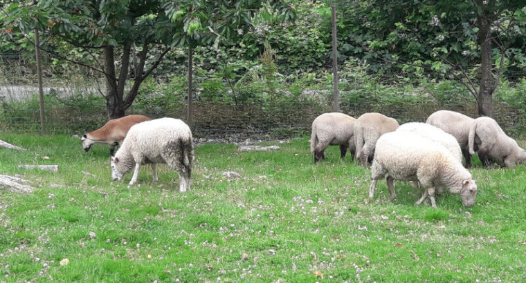 Sheep Lambs