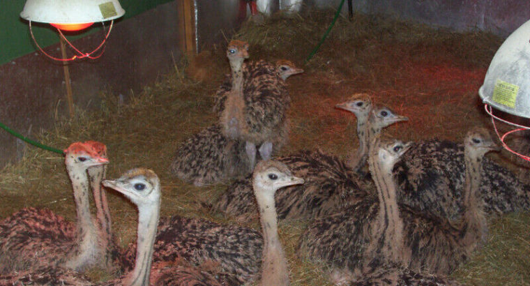 Ostrich Breeders for Sale