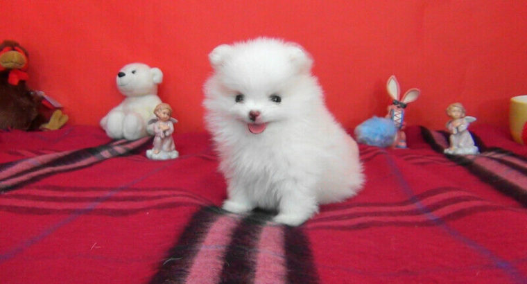Premium Teacup White Pomeranian Puppy