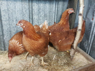 RED LAYING HENS