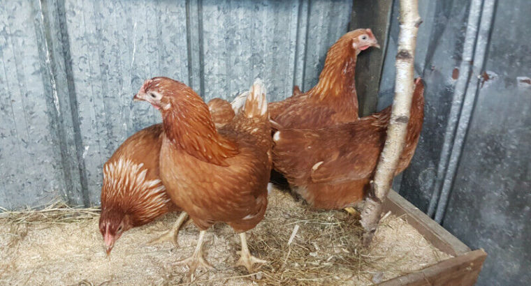 RED LAYING HENS