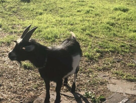 Goats for sale, does with babies, young does, buck