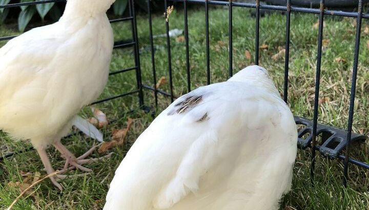 Quails for Sale