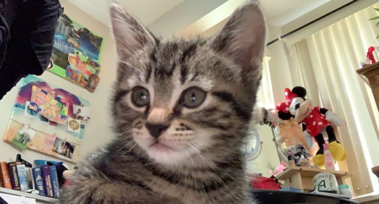 Adorable siameses tabby mix kittens