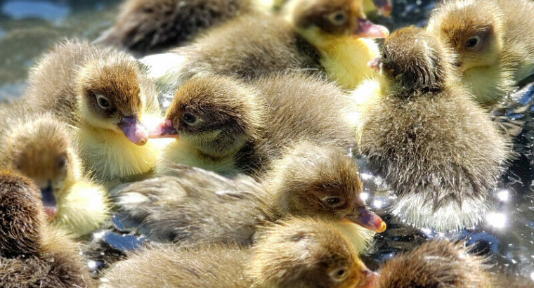 Muscovy Ducklings