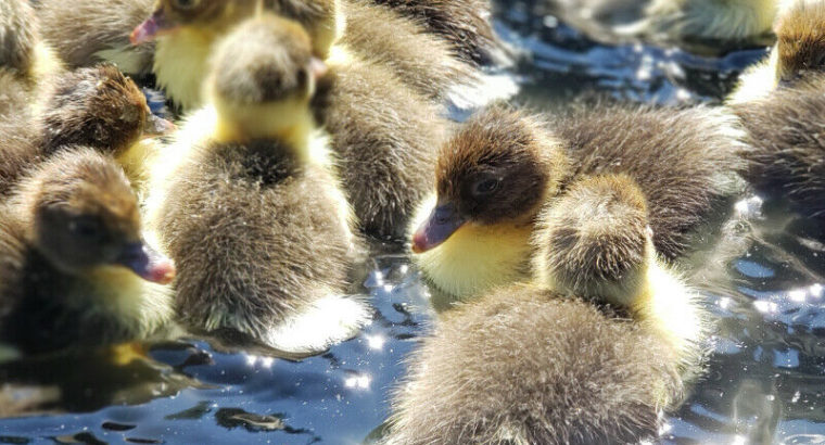 Muscovy Ducklings