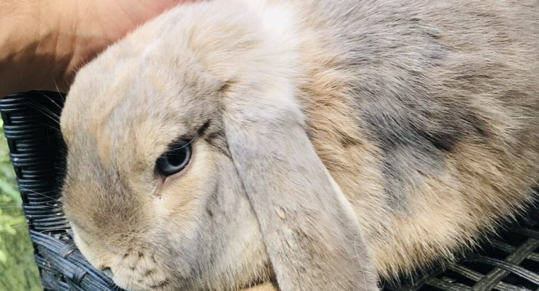 Beautiful blue eyed (VM) Holland Lop doe bunny!