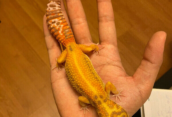 Female leopard gecko looking for new home