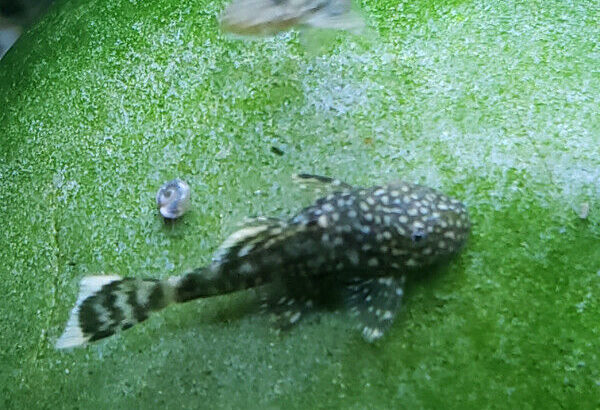 Dwarf bristlenose pleco