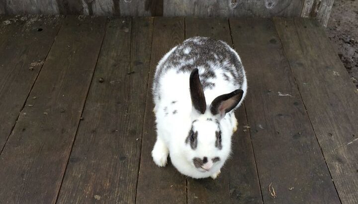 Adorable female Rex bunny