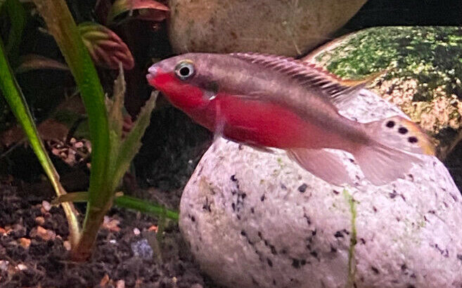 Wanted: Looking for super red kribensis- $$