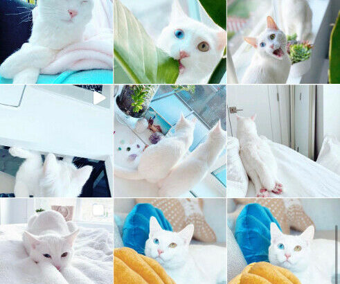 2 x Rare Pure White Brother Cats 1-years old.