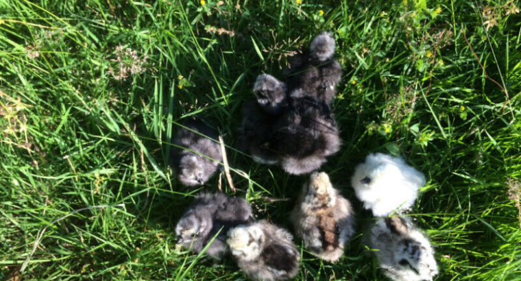 Chicks Silkies and Blue Layer