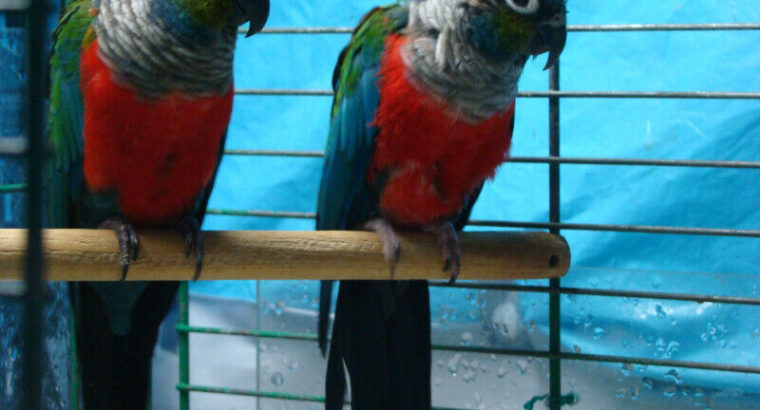 conures