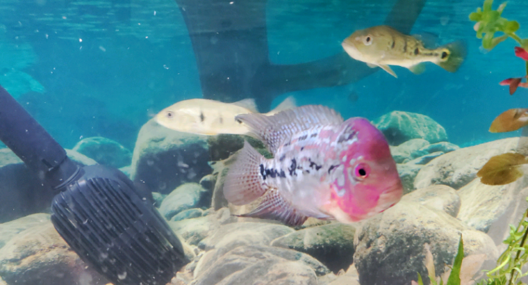 King Kamfa flowerhorn