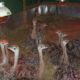 Ostrich Breeders for Sale