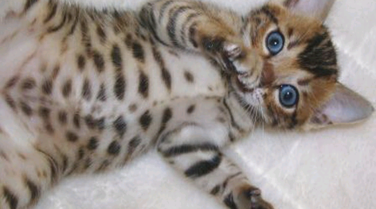 Bengal kittens 4 weeks