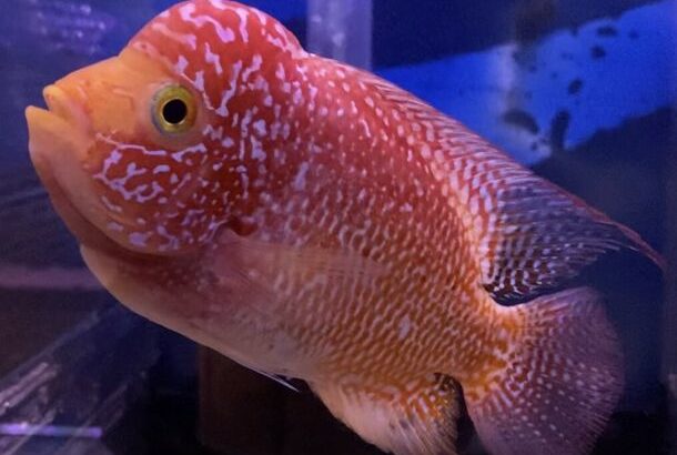 Super High Quality Flowerhorns (all from thailand)