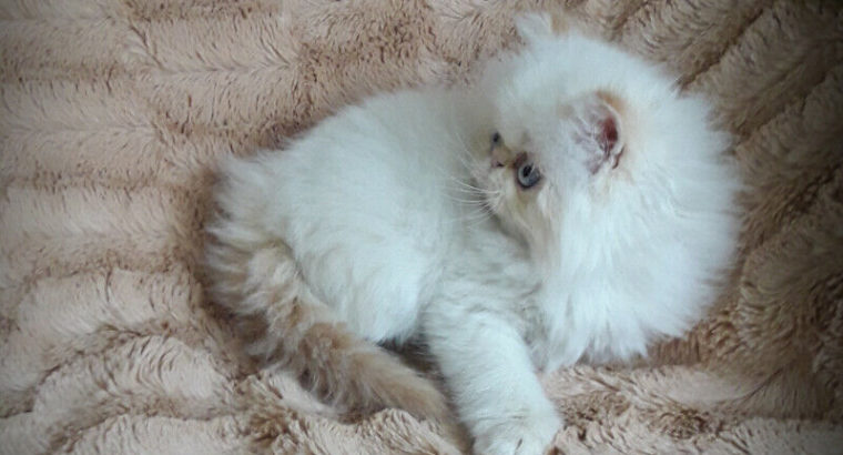 EXOTIC LONGHAIR PERSIAN