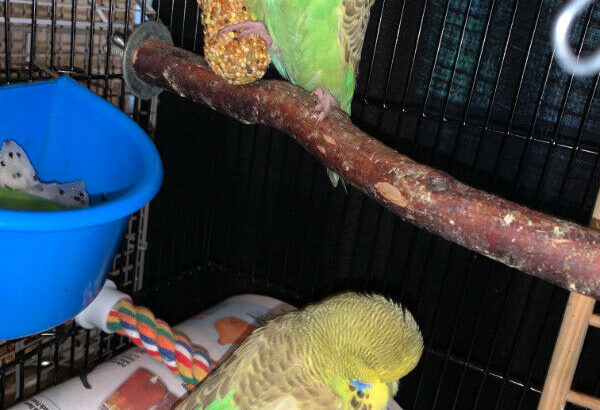 baby english budgies