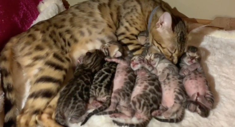 Bengal kittens 4 weeks