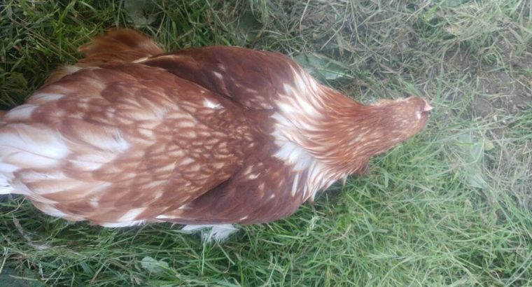 Rhode Island Red x Heritage Layer Pullets