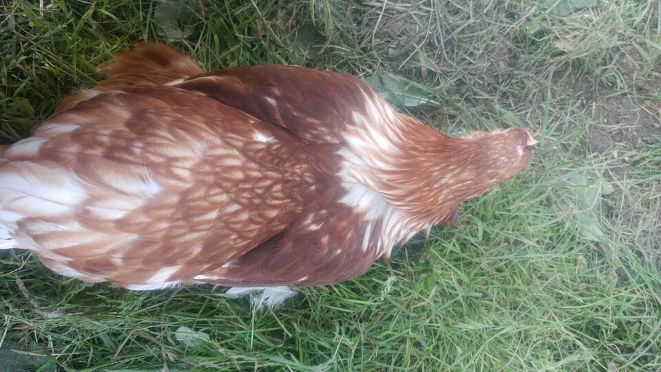 Rhode Island Red x Heritage Layer Pullets