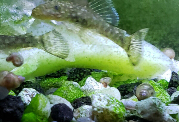 Dwarf bristlenose pleco