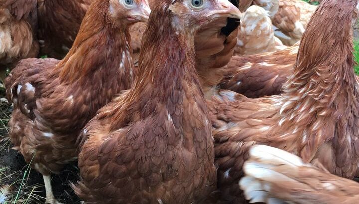 Rhode Island Red x Heritage Layer Pullets