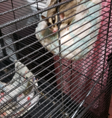 Sugargliders for rehoming