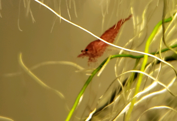 Cherry shrimp for sale