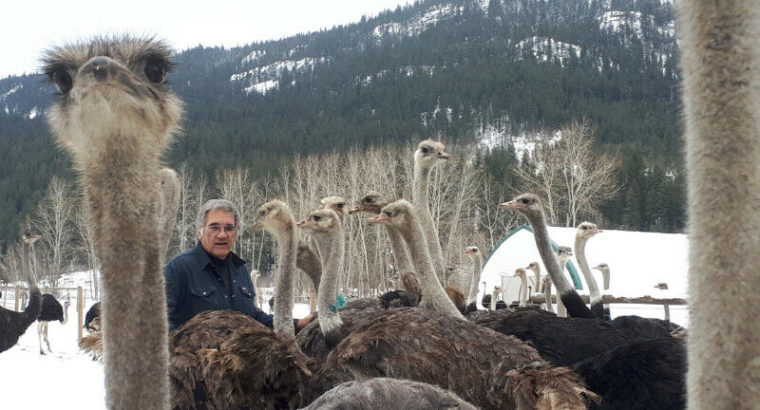 Ostrich Breeders for Sale