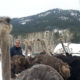 Ostrich Breeders for Sale
