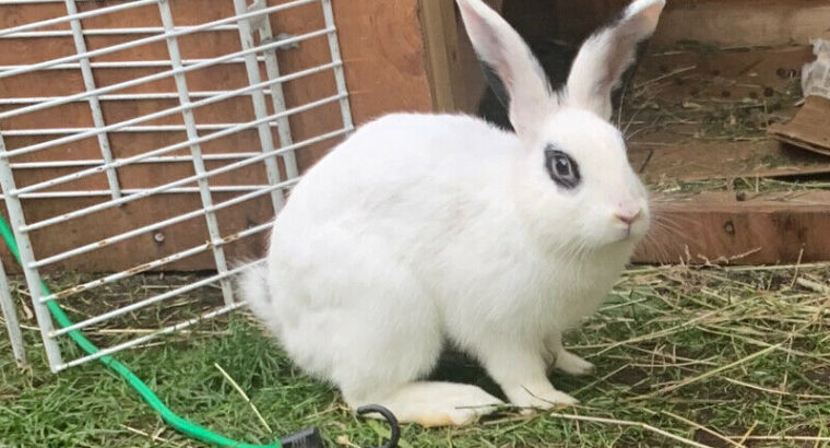 6 month old bunny for sale