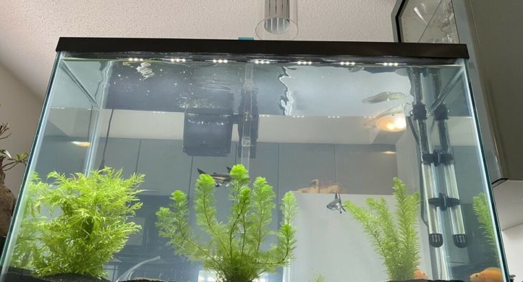 Aquarium 30 gallon with rare fishes
