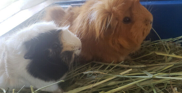 2 female guinea pigs