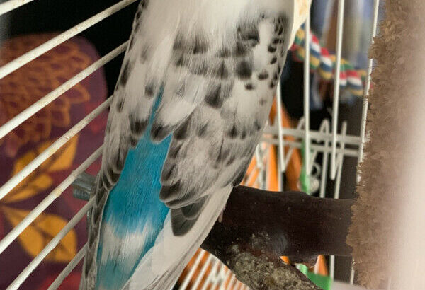 Two Budgies to Rehome