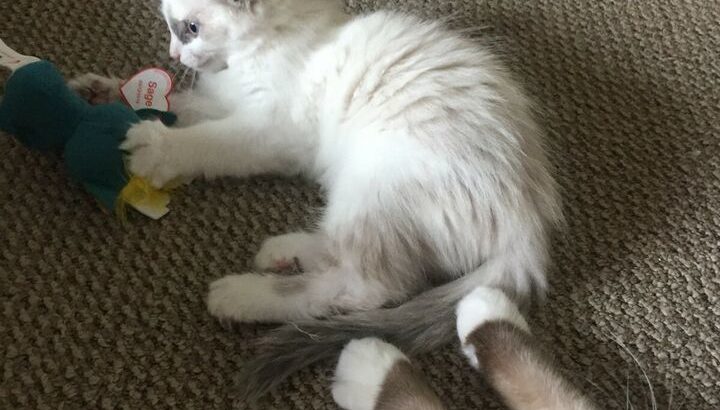 1 ADORABLE FEMALE RAGDOLL KITTEN LEFT