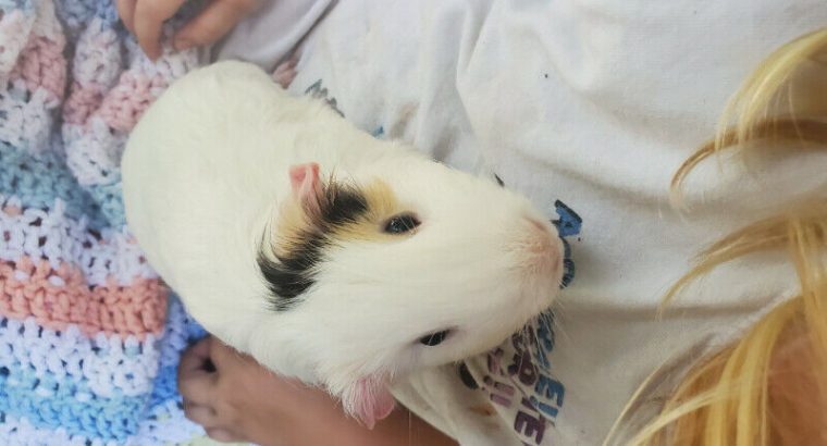 2 year old boy Guinea Pig.. White