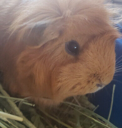 2 female guinea pigs